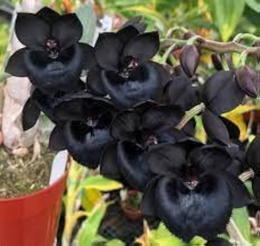 Black Dendrobium flower seeds