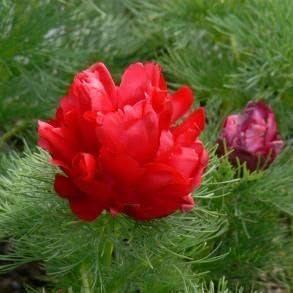 Double Flowering flower seeds