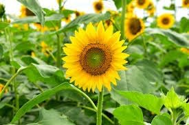 Sunflower flower seeds