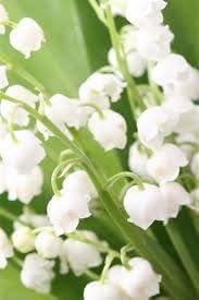 Bell Orchid flower seeds