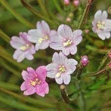 Epilobium flower seeds