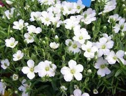 Avalanche flower seeds
