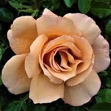 Brown Rose flower seeds