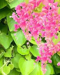 Antigonon flower seeds