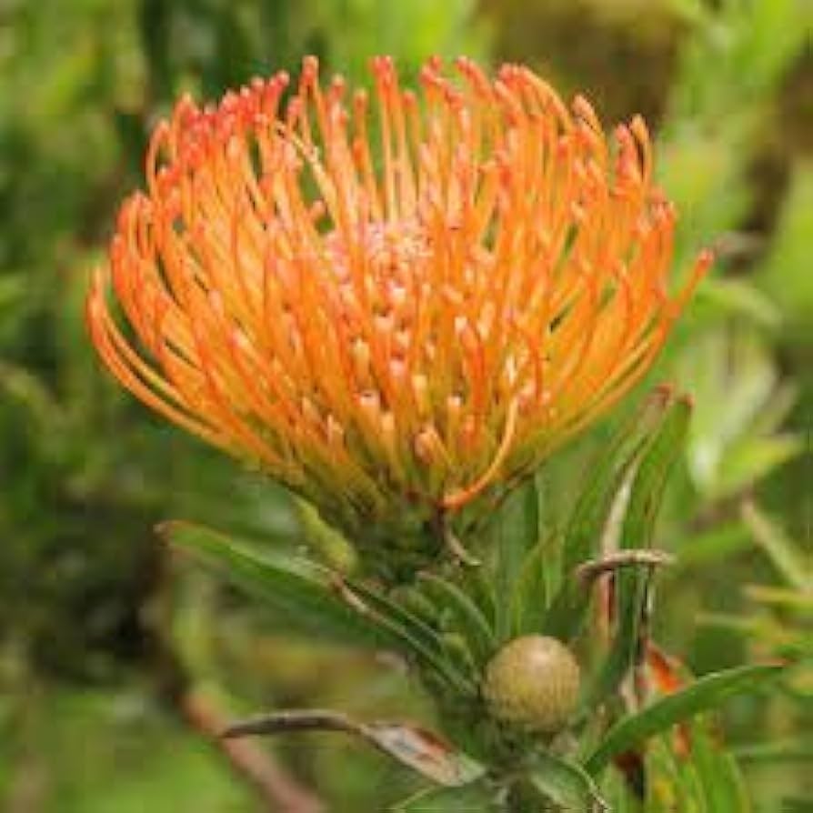 Leucospermum Cordifolium flower seeds