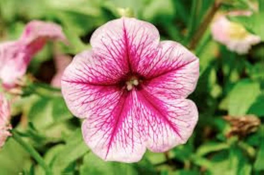 White Logro flower seeds