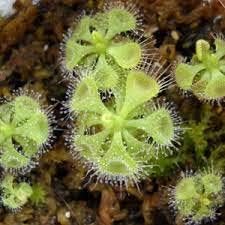 Light Green flower seeds