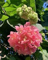 Dombeya flower seeds