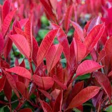 Photinia flower seeds