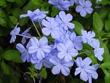 Plumbago flower seeds