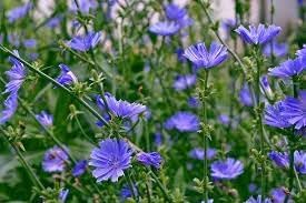 Cichorium Intybus flower seeds
