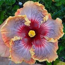Giant Hibiscus flower seeds
