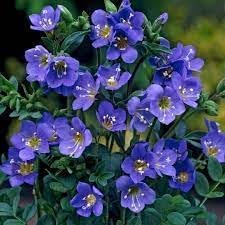 Jacob'S Ladder flower seeds