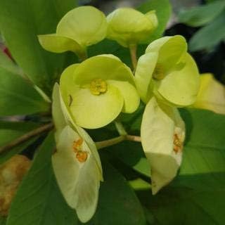 Green Euphorbia flower seeds