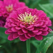 Pink Zinnia flower seeds