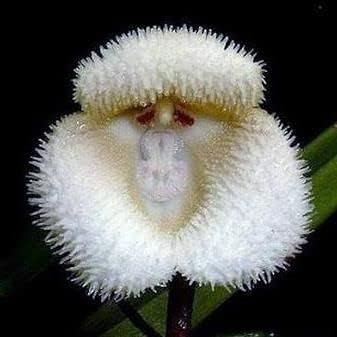 White Monkey flower seeds