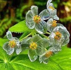Skeleton flower seeds