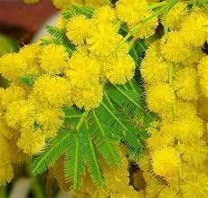 Mimosa flower seeds
