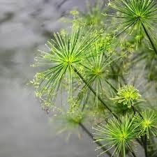 Papyrus flower seeds