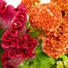 Celosia flower seeds