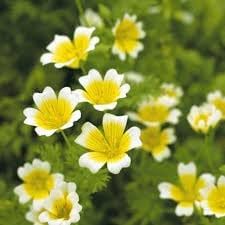 Limnanthes flower seeds