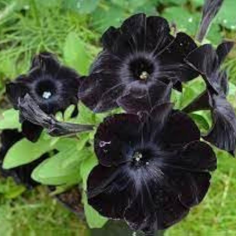 Black Petunias plant
