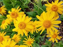 Fresh Arnica flower seeds