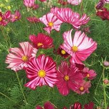 Cosmos Velouette flower seeds