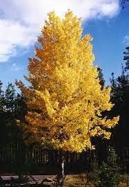 Quaking Aspen flower seeds