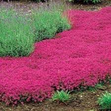 Thymus Serpyllum flower seeds