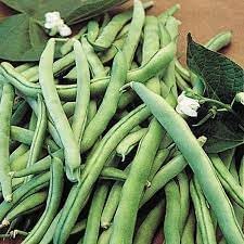 Bean Seeds