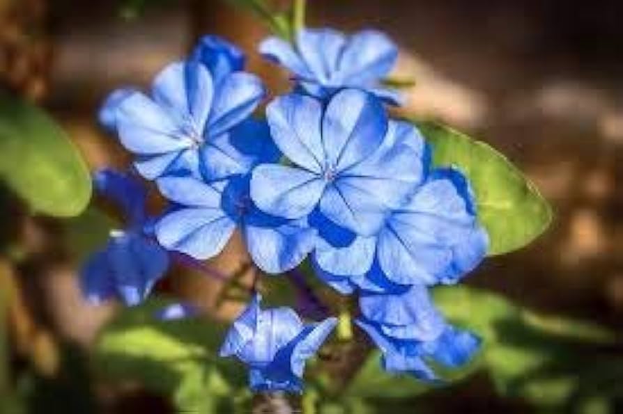 Blue Jasminum flower seeds