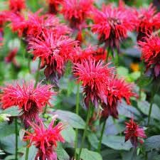 Monarda Didyma flower seeds