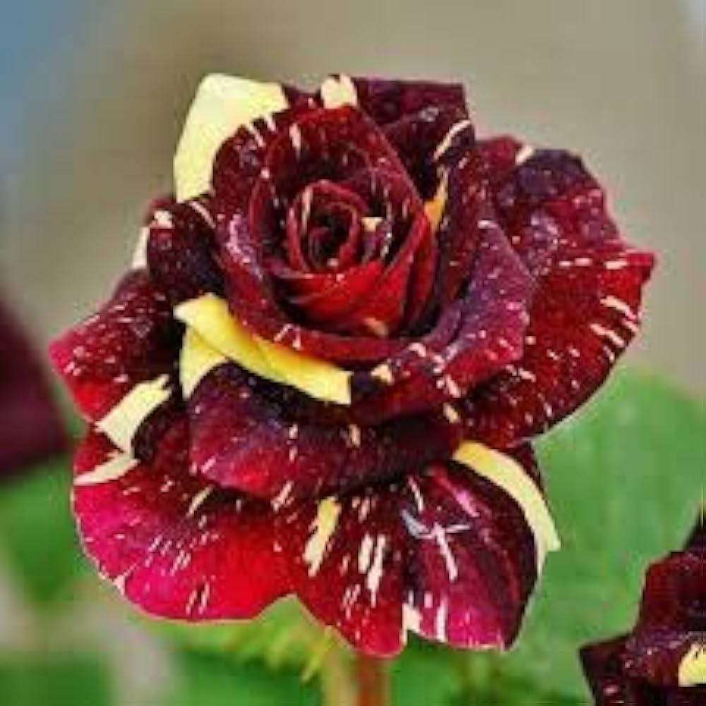 Red Yellow flower seeds