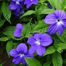 Browallia flower seeds
