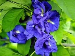 Clitoria Ternatea flower seeds