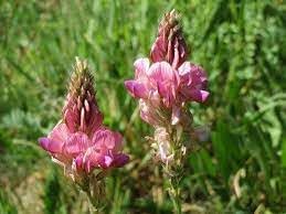 Sainfoin flower seeds