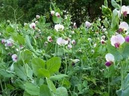 Pisum Sativum flower seeds