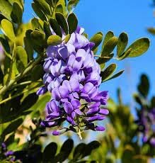 Mescal flower seeds