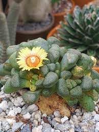 Succulent flower seeds