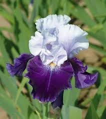 Iris flower seeds