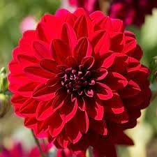 Dahlia flower seeds