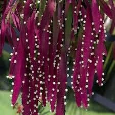 Red Mistletoe flower seeds