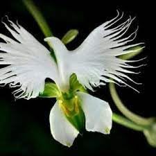 Egret Dove flower seeds
