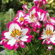 Schizanthus flower seeds