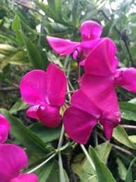 Everlasting Pea flower seeds