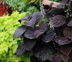 Black Coleus flower seeds
