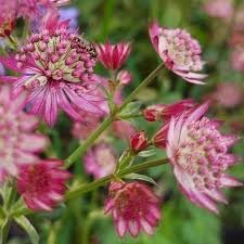 Masterwort flower seeds