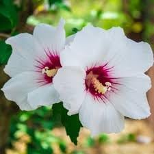 Syriacus flower seeds