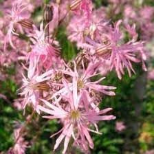 Lychnis Flos-Cuculi flower seeds